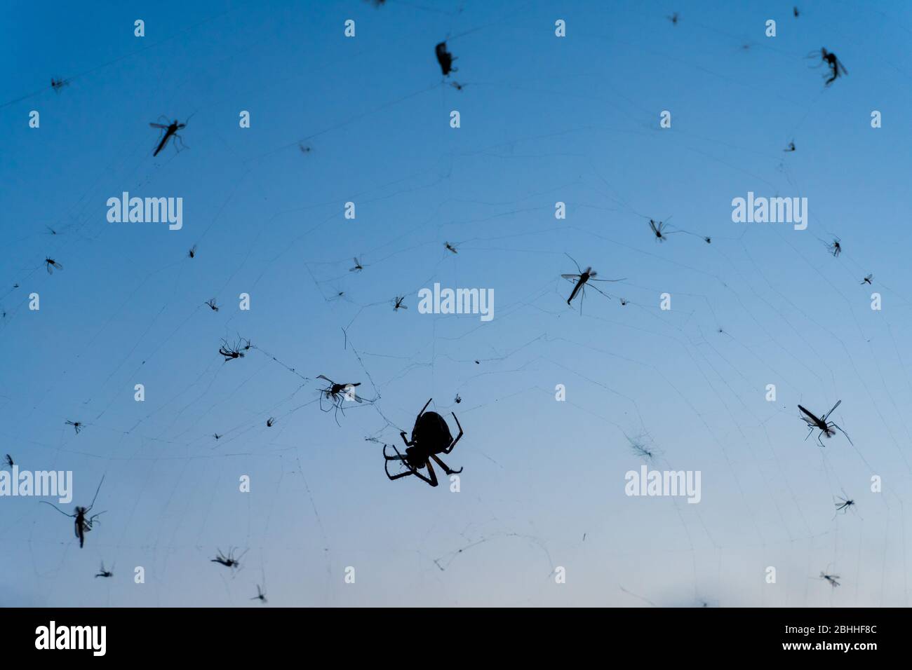 Eine Spinne, die in einem Netz sitzt, umgeben von Fliegen. Silhouette gegen einen blauen Himmel Stockfoto