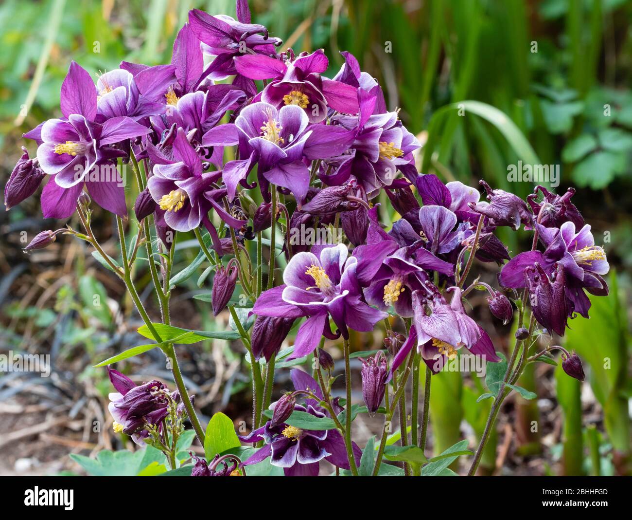 Nach oben gerichtete Blüten der blühenden Hybride Aquilegia 'Winky Purple and White' Stockfoto