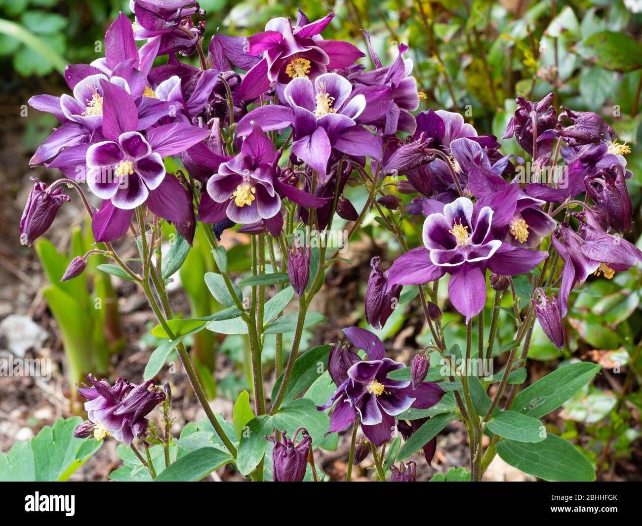 Nach oben gerichtete Blüten der blühenden Hybride Aquilegia 'Winky Purple and White' Stockfoto