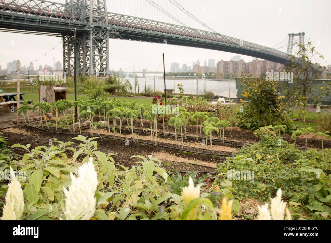 Ein Garten wird auf einem Parzelle Land an der Williamsburg Bridge in New York City gepflegt Stockfoto