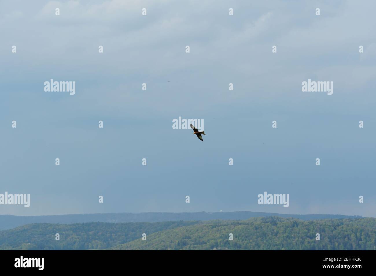 Im Hintergrund ist ein Greifvogel mit weit ausgebreiteten Flügeln, der über Hügeln mit Wäldern und Wolken bedeckt ist. Stockfoto