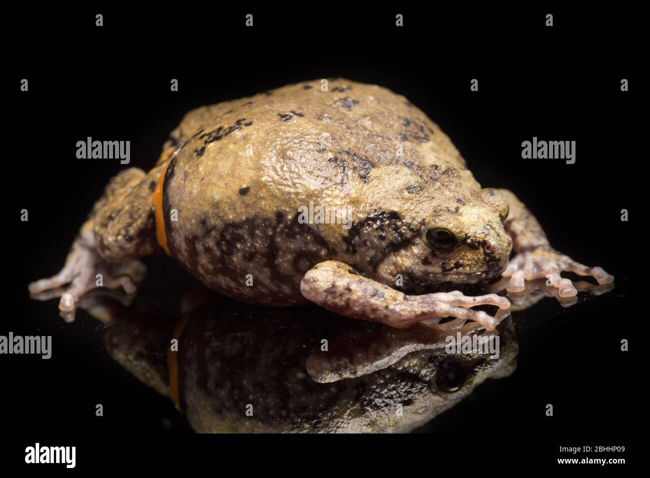 Gebänderter Bullfrosch oder asiatische Schmalschnauzkröten Es wissen auch mollig oder Bubble Frosch dieser Frosch ist in Südostasien auf schwarzem Hintergrund isoliert heimisch Stockfoto