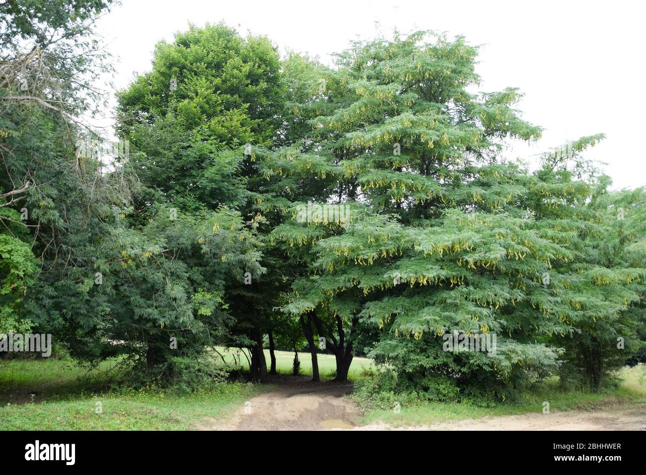 Gleditsia triacanthos. Ein Baum im Wald im Kaukasus. Stockfoto