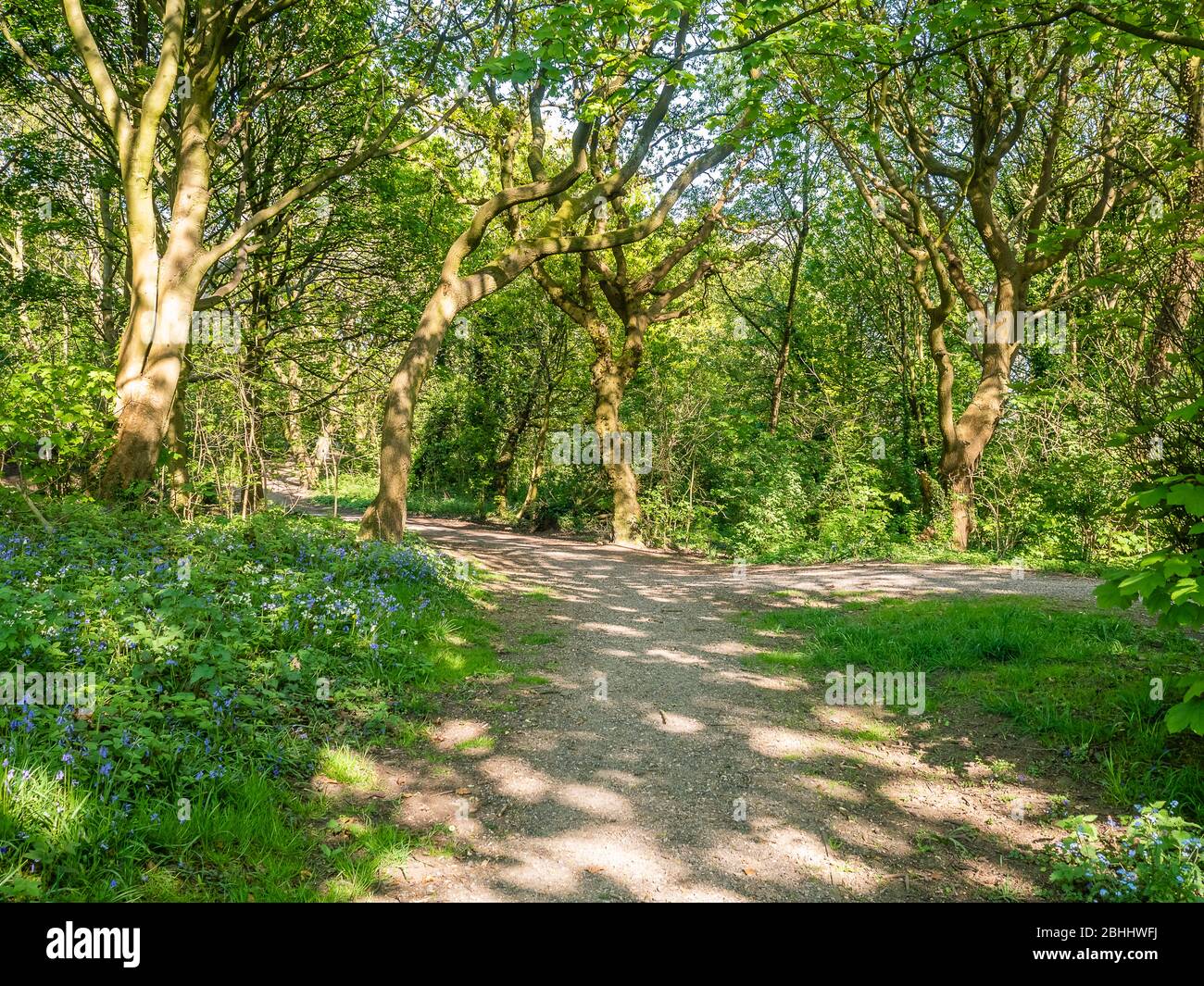 Clinkham Wood Local Nature Reserve liegt im Metropolitan Borough of St Helens angrenzend an Windermere Spielplätze, Clinkham Wood Estate und p Stockfoto