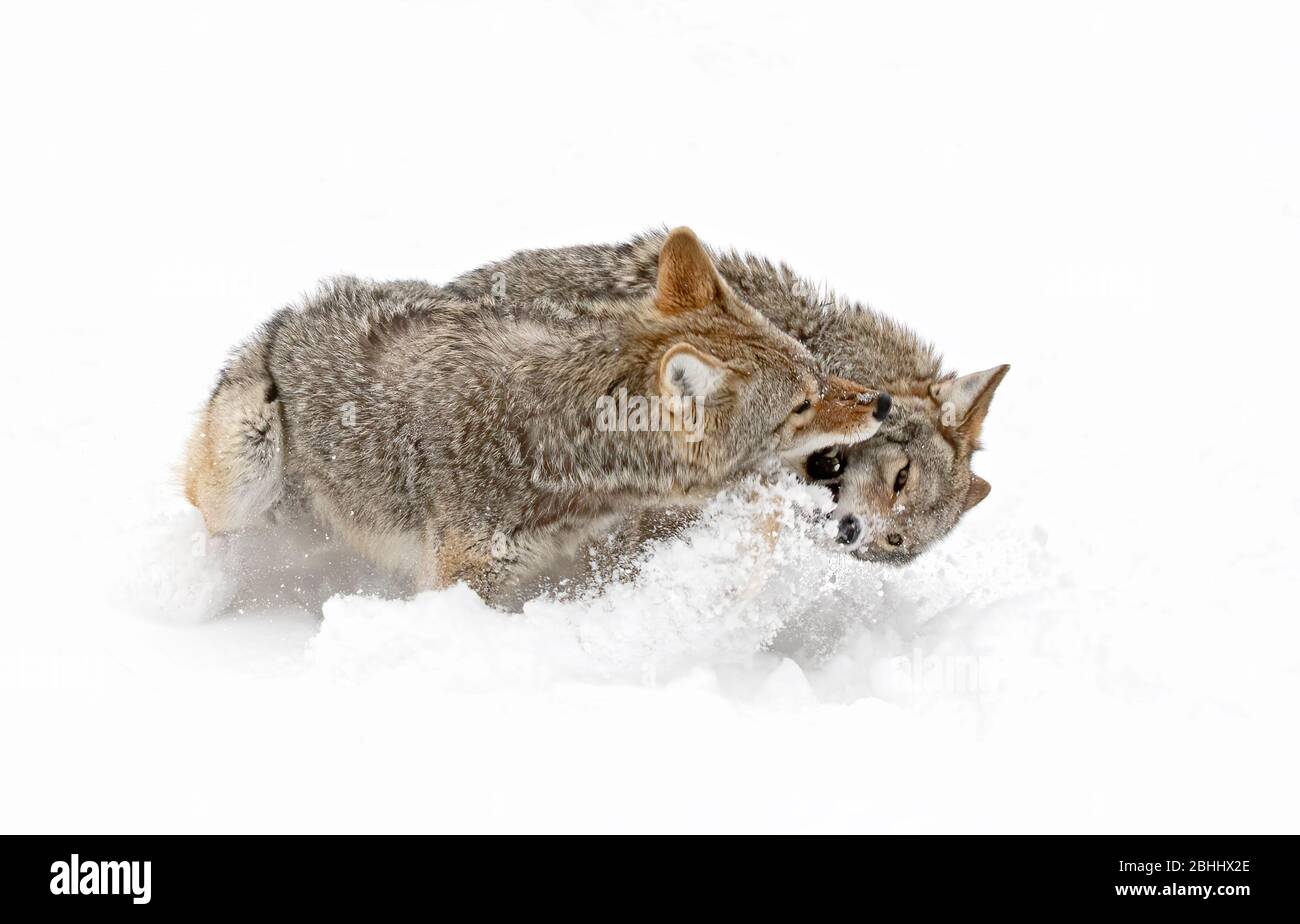 Zwei Coyotes Canis latrans isoliert auf weißem Hintergrund kämpfen im Winterschnee in Kanada Stockfoto
