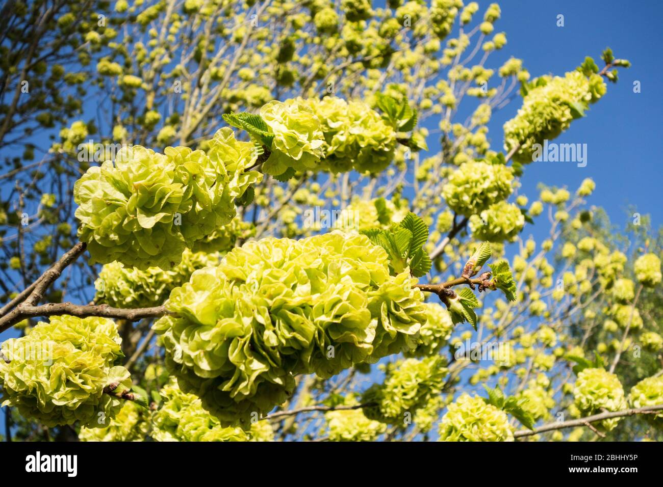 Limengrün blüht auf einer Goldenen Ulme Stockfoto