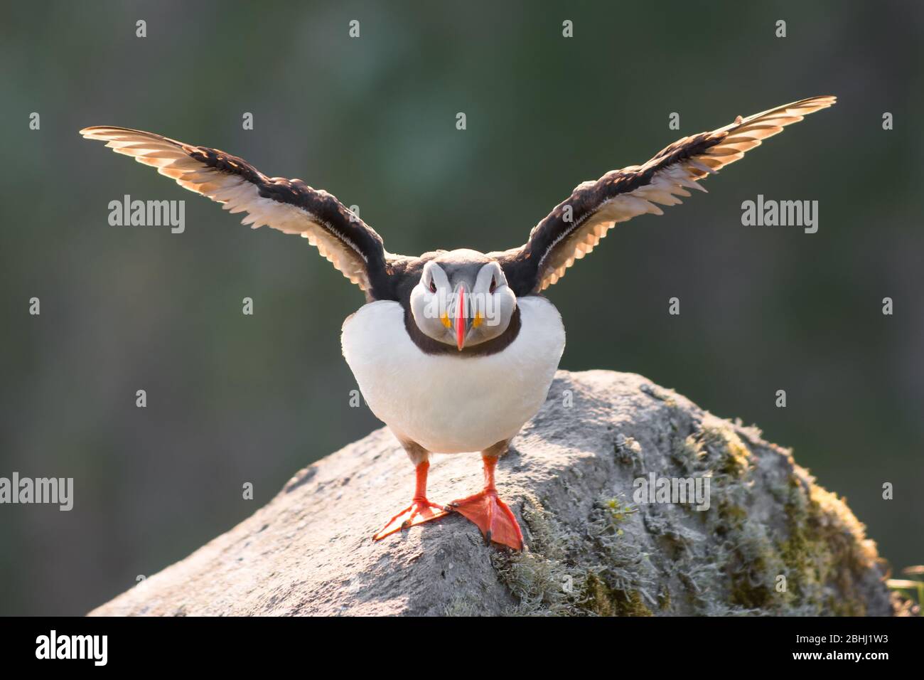 Atlantischer Puffin (Fratercula arctica), auf Felsen vor einem verschwommenen Hintergrund von grünem Laub thront Stockfoto