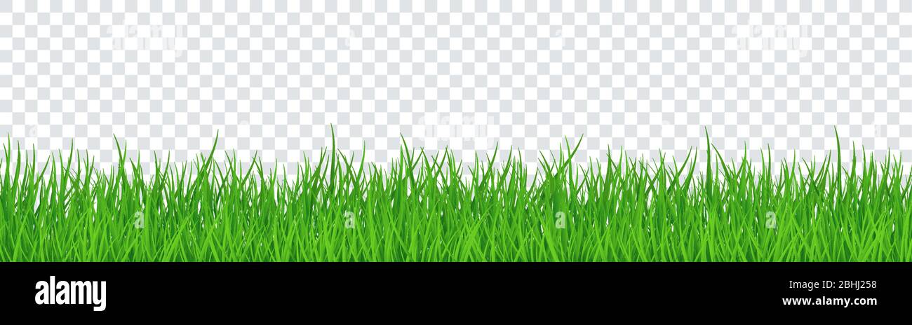 Grünes Gras isoliert transparenten Hintergrund. Vektorgrafik Stock Vektor