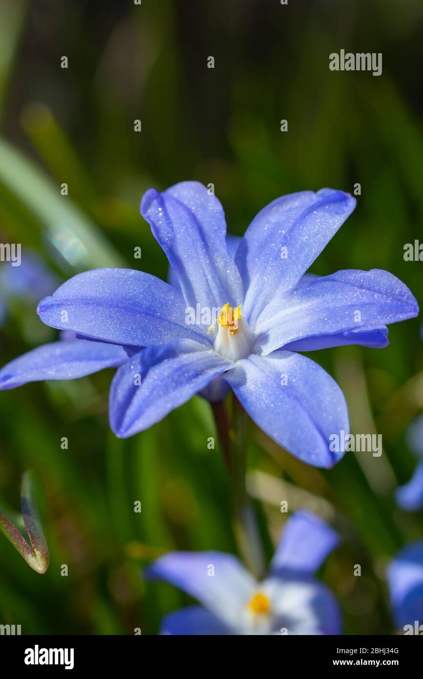 Nahaufnahme der blühenden blauen scilla luciliae blüht an sonnigen Tag. Erste Frühling Zwiebelpflanzen. Selektiver Fokus. Stockfoto