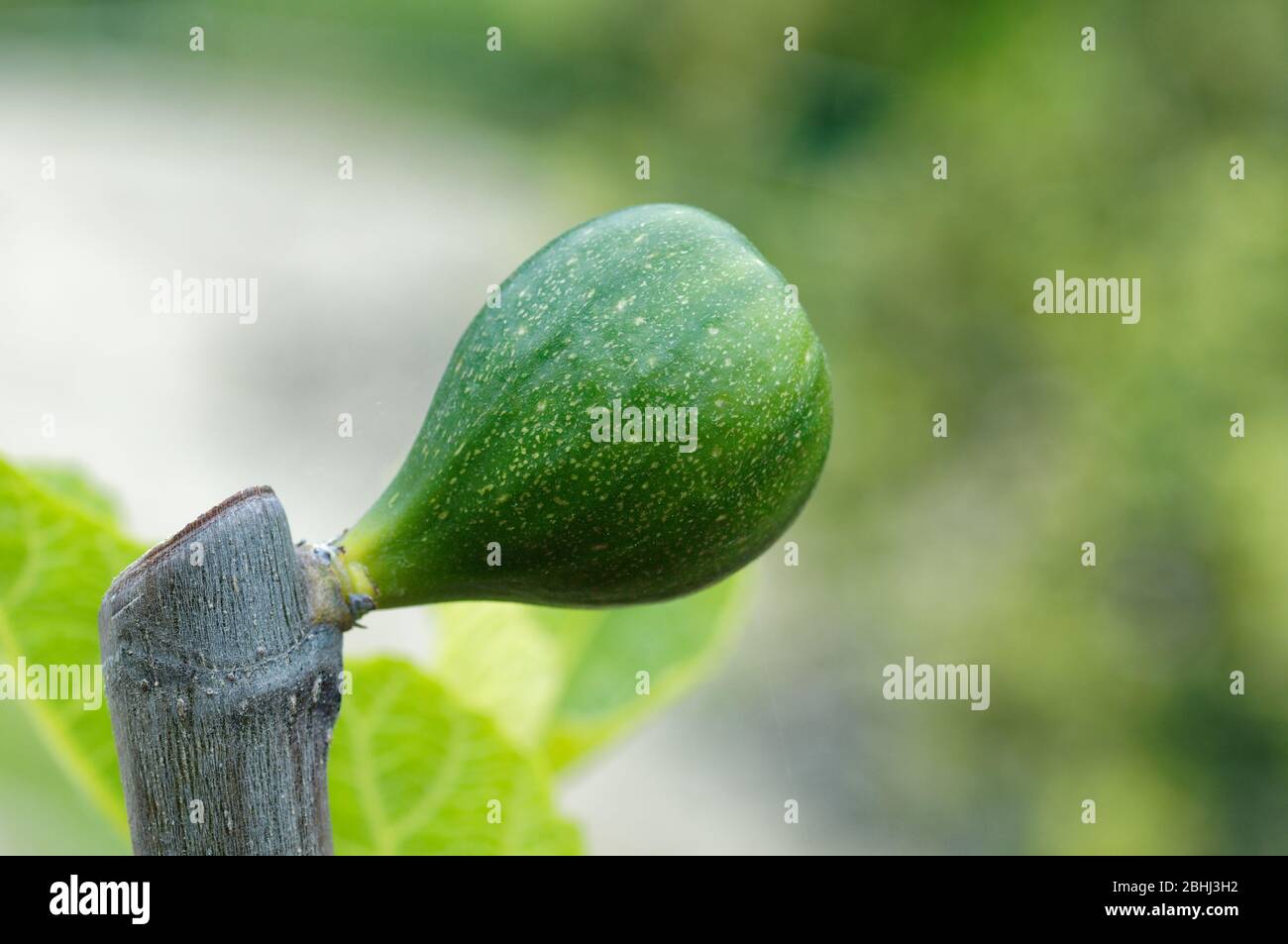 Nahaufnahme der weißen gewöhnlichen Feige, die im Frühling zu wachsen beginnt Stockfoto