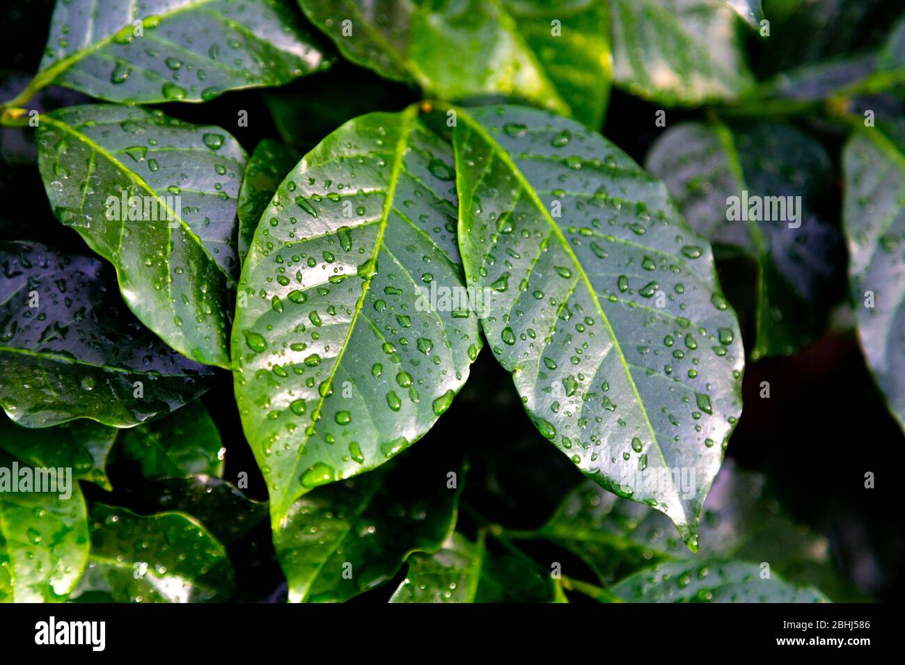 Frische grüne Kaffeeblätter (Coffea arabica) mit Regentropfen Stockfoto