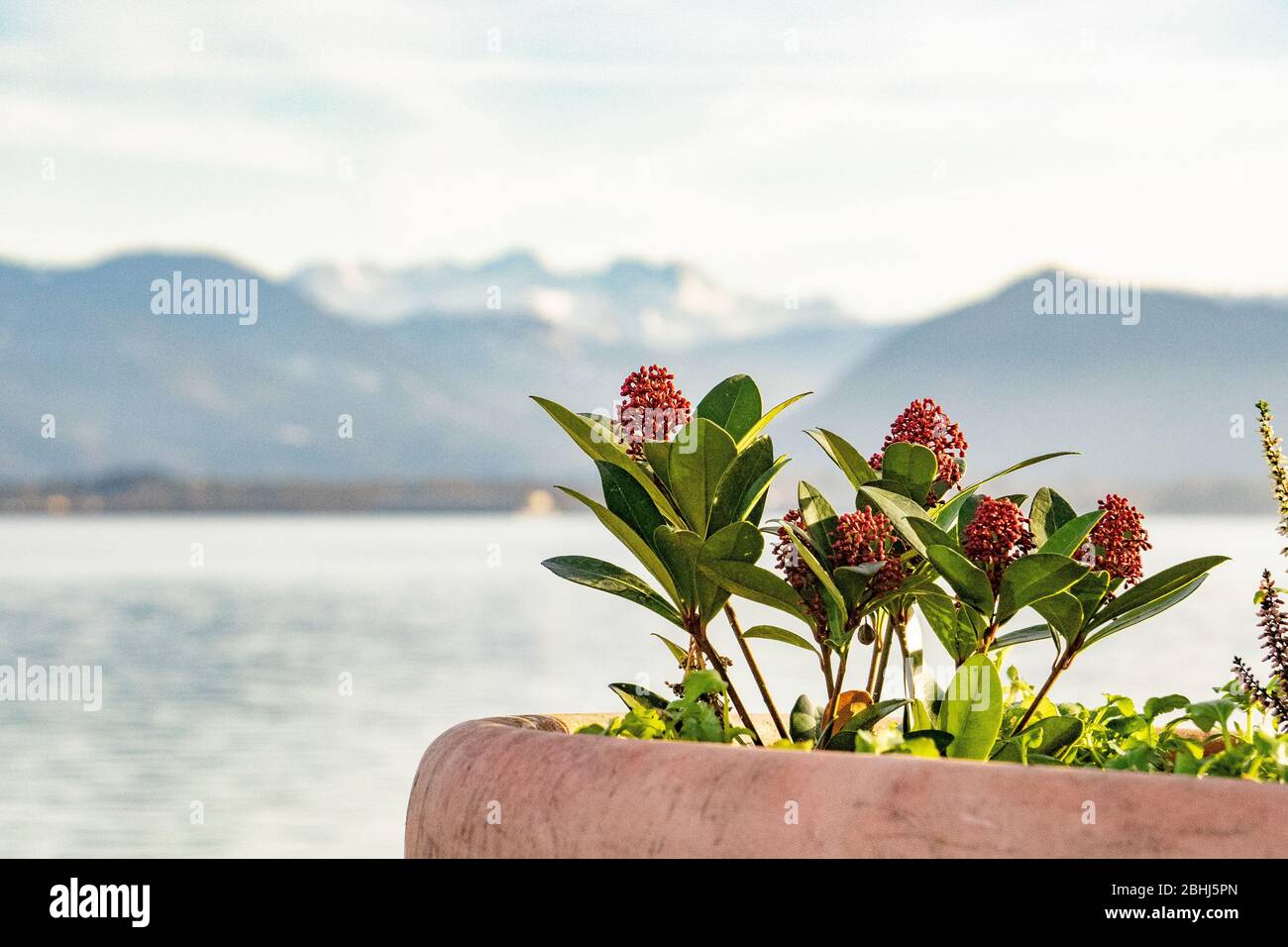 Blumen mit Bergen im Hintergrund Stockfoto