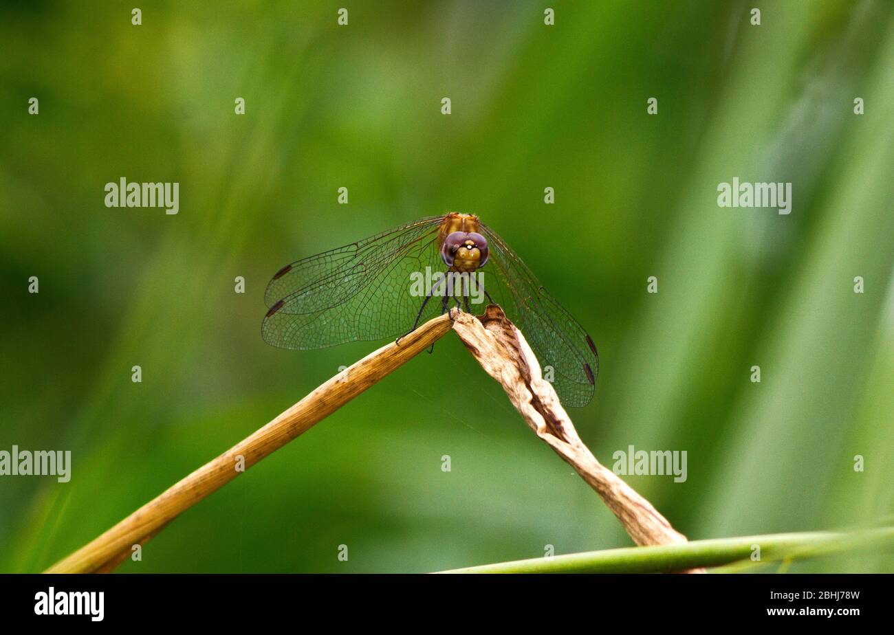 Das Weibchen Rotveined Dropwing ist eine braunbraune Farbe und unterscheidet sich deutlich von dem leuchtend roten Männchen. Sie sind die häufigsten, weit verbreiteten Arten o Stockfoto