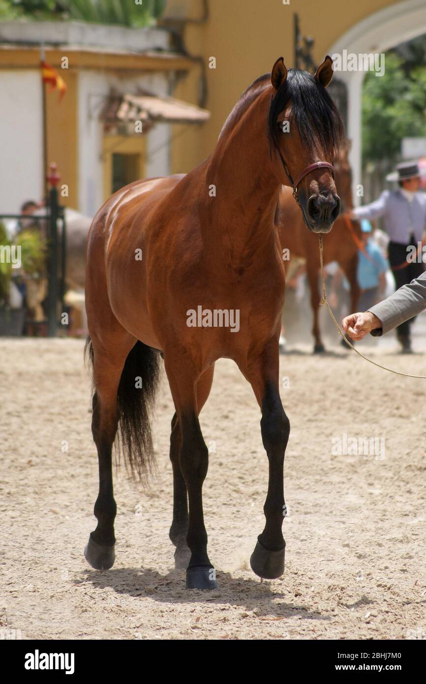 Ganzkörperporträt eines braunen spanischen Pferdes in einem morphologischen Wettbewerb Stockfoto