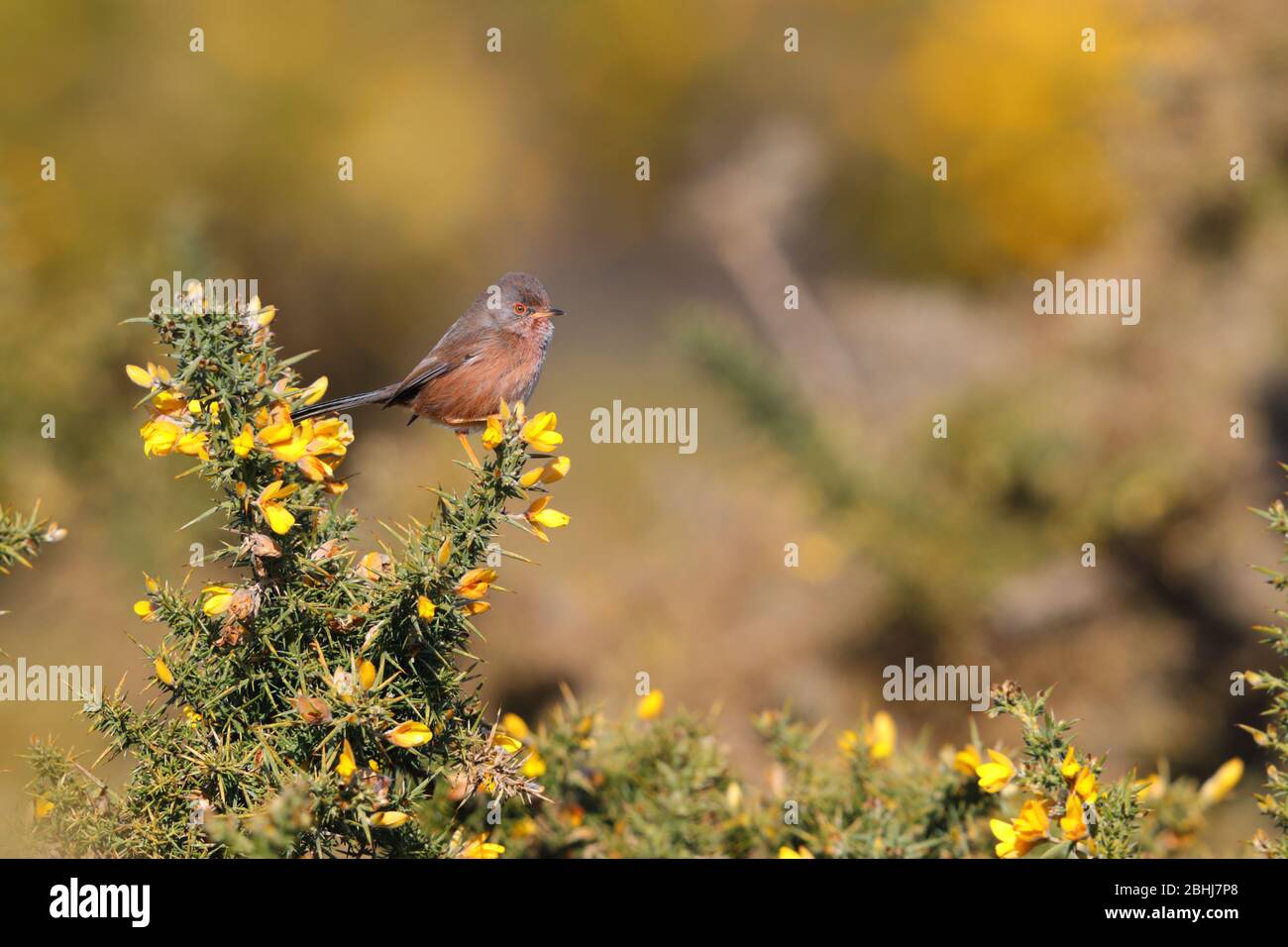 Ein erwachsener Dartford-Warbler (Sylvia undata), der im Frühjahr auf einem Ginsterbusch in England thront Stockfoto