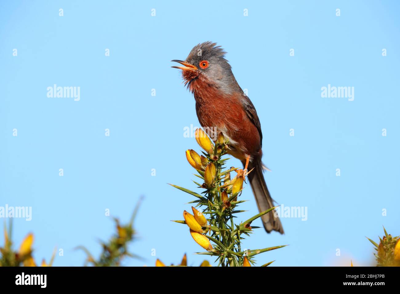 Ein erwachsener Dartford-Warbler (Sylvia undata) im Frühjahr in England in einem Gorse-Busch Stockfoto