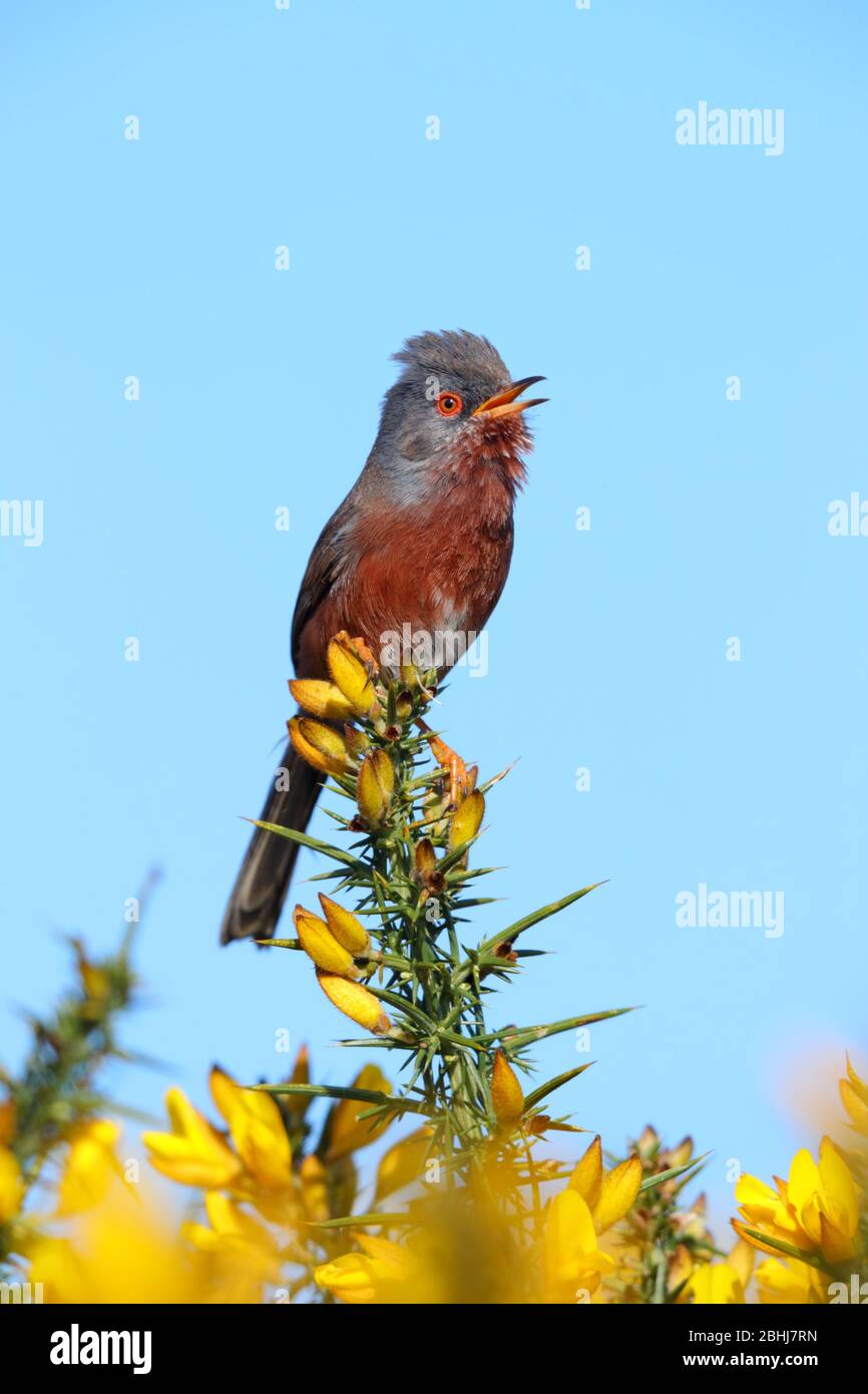 Ein erwachsener Dartford-Warbler (Sylvia undata) im Frühjahr in England in einem Gorse-Busch Stockfoto