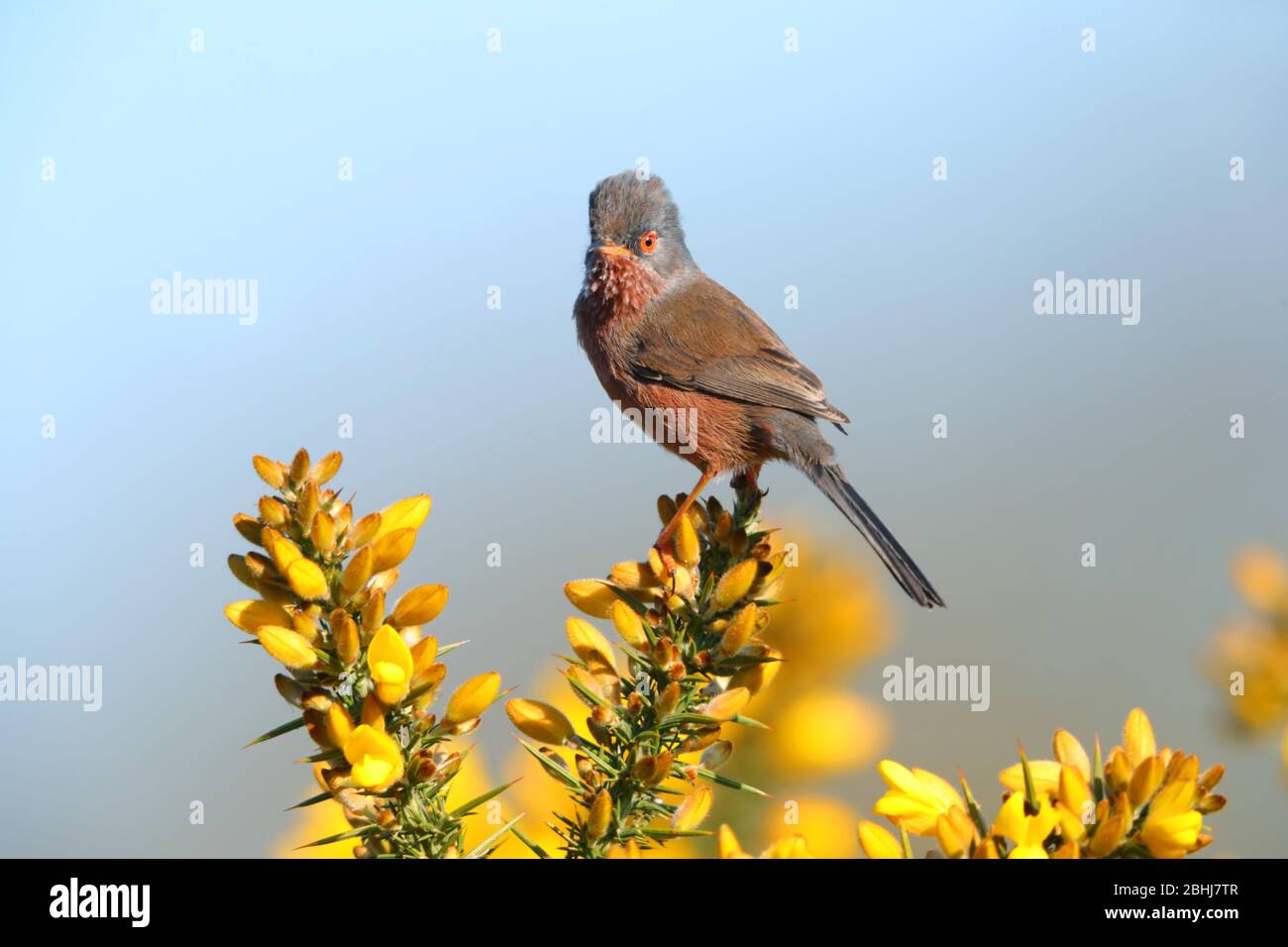 Ein erwachsener Dartford-Warbler (Sylvia undata), der im Frühjahr auf einem Ginsterbusch in England thront Stockfoto