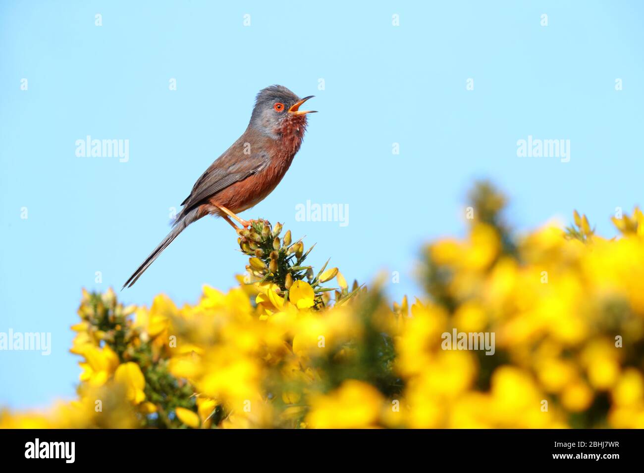 Ein erwachsener Dartford-Warbler (Sylvia undata) im Frühjahr in England in einem Gorse-Busch Stockfoto