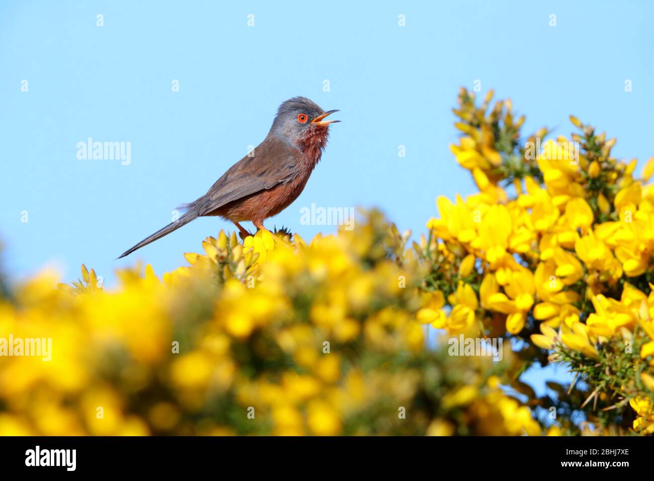 Ein erwachsener Dartford-Warbler (Sylvia undata) im Frühjahr in England in einem Gorse-Busch Stockfoto