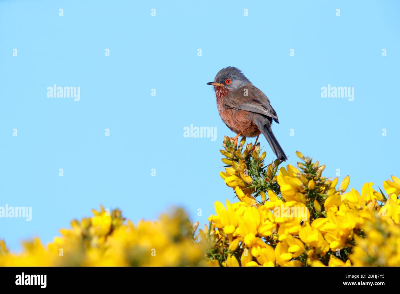 Ein erwachsener Dartford-Warbler (Sylvia undata), der im Frühjahr auf einem Ginsterbusch in England thront Stockfoto