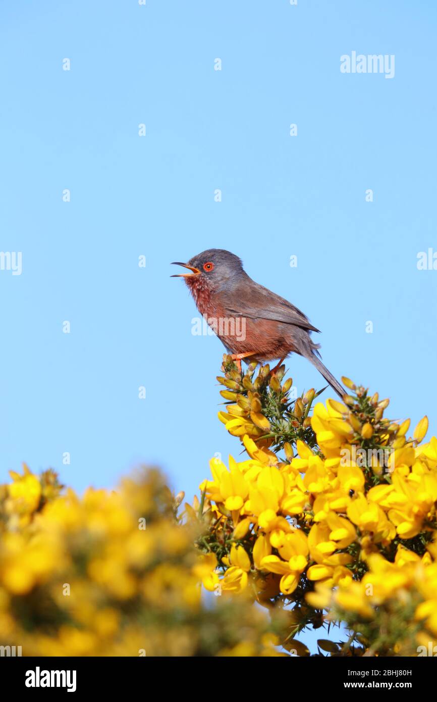 Ein erwachsener Dartford-Warbler (Sylvia undata) im Frühjahr in England in einem Gorse-Busch Stockfoto