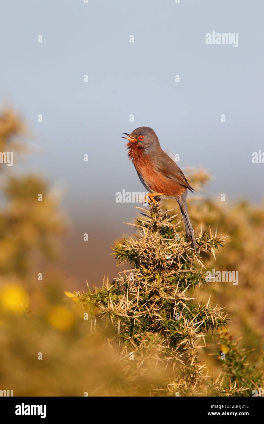 Ein erwachsener Dartford-Warbler (Sylvia undata) im Frühjahr in England in einem Gorse-Busch Stockfoto