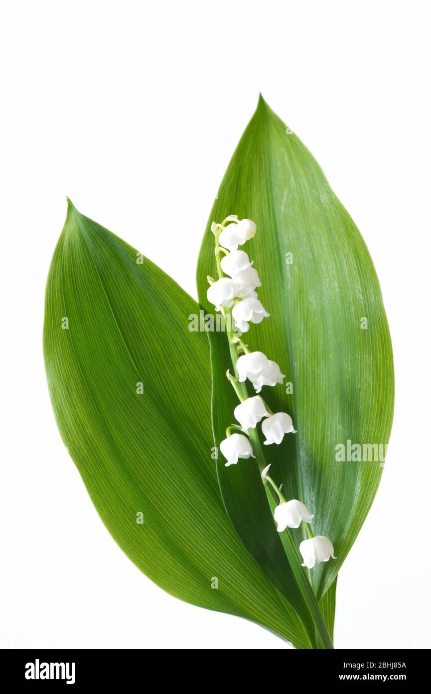 Convallariaarten Majalis. Glockenförmigen Blüten von Lily Of The Valley. Stockfoto