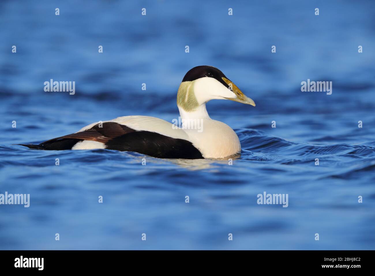 Ein erwachsenes Gefieder, das im Frühjahr an der Ythan Estuary, Aberdeenshire, Schottland, züchtet Stockfoto