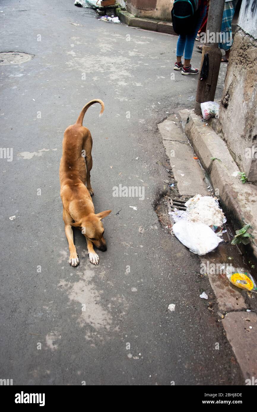 Ein Hund, der sich mitten auf der Straße lehnt Stockfoto