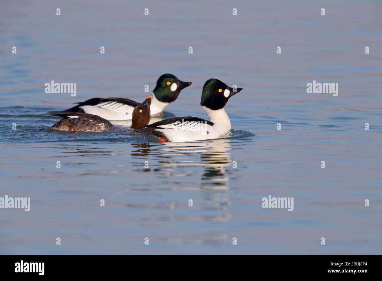 Zwei Brutgefieder drake Gemeine Goldenaugen (Bucephala clangula), die im späten Winter/frühen Frühling in Essex, Großbritannien, einem einzigen Weibchen gezeigt werden Stockfoto
