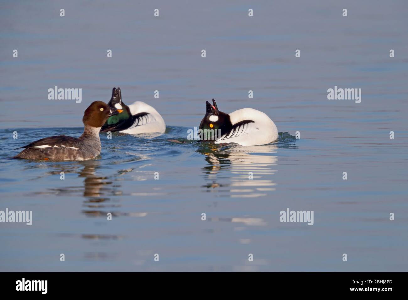 Zwei Brutgefieder drake Gemeine Goldenaugen (Bucephala clangula), die im späten Winter/frühen Frühling in Essex, Großbritannien, einem einzigen Weibchen gezeigt werden Stockfoto