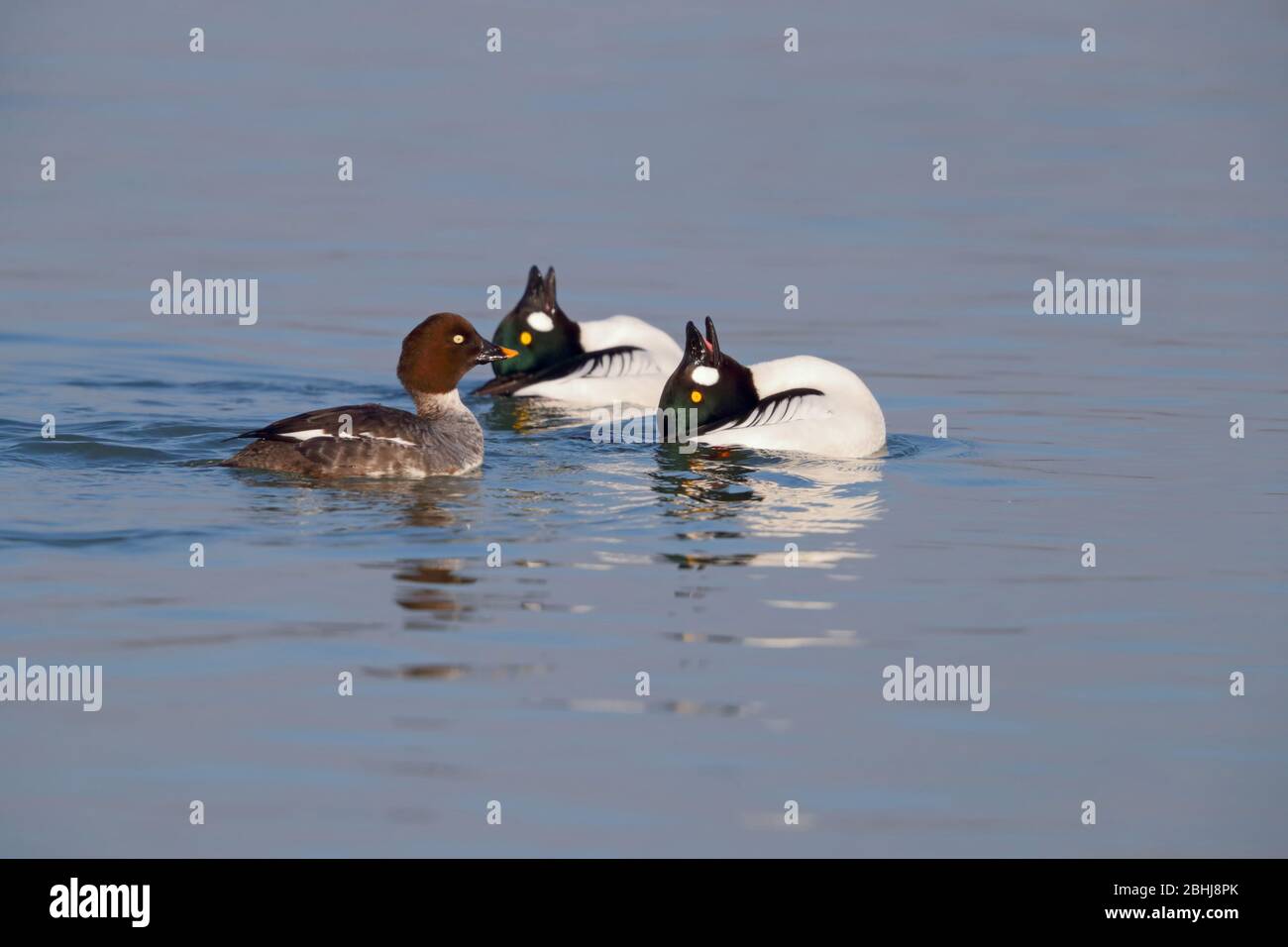 Zwei Brutgefieder drake Gemeine Goldenaugen (Bucephala clangula), die im späten Winter/frühen Frühling in Essex, Großbritannien, einem einzigen Weibchen gezeigt werden Stockfoto
