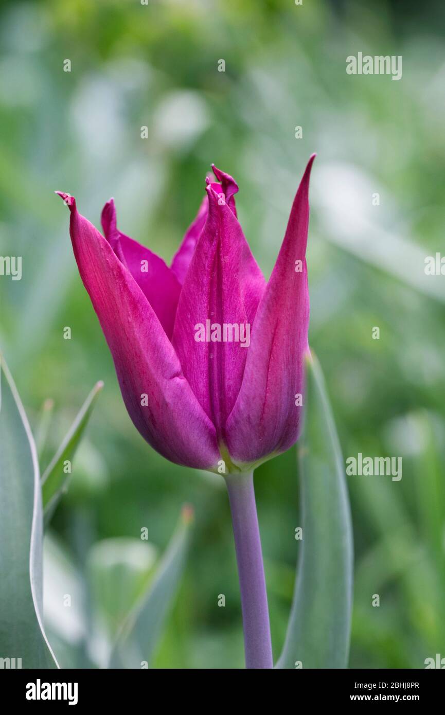 Tulipa „Purple Dream“ Blume. Stockfoto