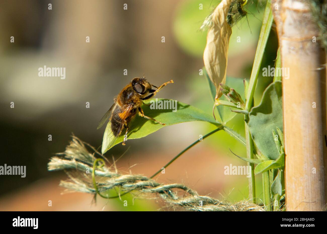 Weibchen verjüngt Dronefly auf Blatt Stockfoto