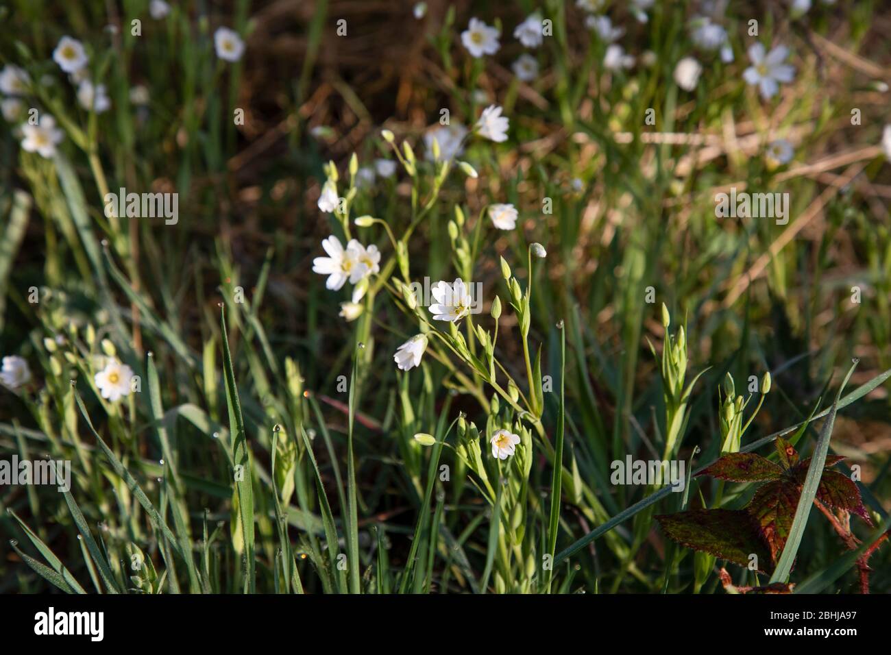 Größere Stitchwort Blumen Stockfoto