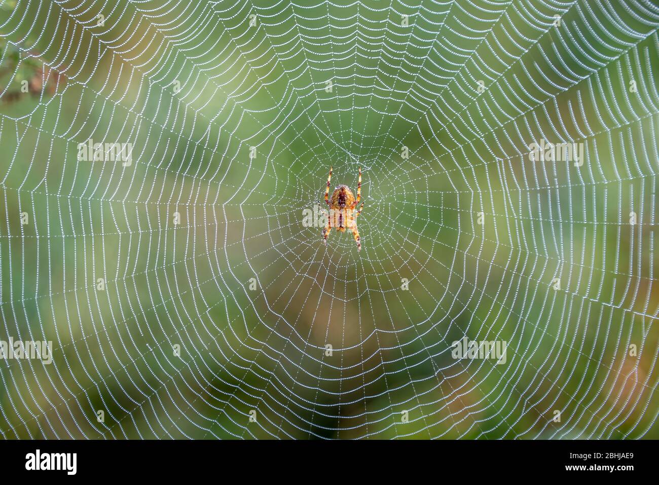 Orb Web Garden Spider (Araneus diadematus) in a Web, Bushy Park, London, Großbritannien Stockfoto