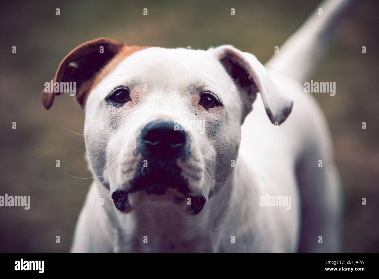 Gesichtsporträt einer amerikanischen Bulldogge / Staffordshire Bull Terrier Cross Stockfoto