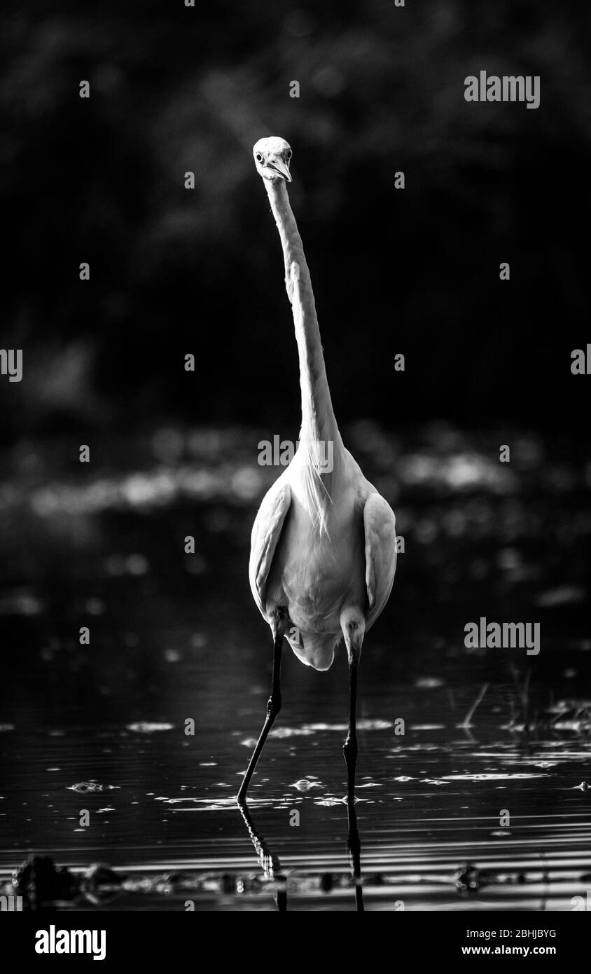 Große weiße Reiher Jagd Fische in den Sümpfen Gewässern. chennai. Indien. Der Reiher (Ardea alba), auch bekannt als der gemeinsame Reiher Fischerei in der Sh Stockfoto