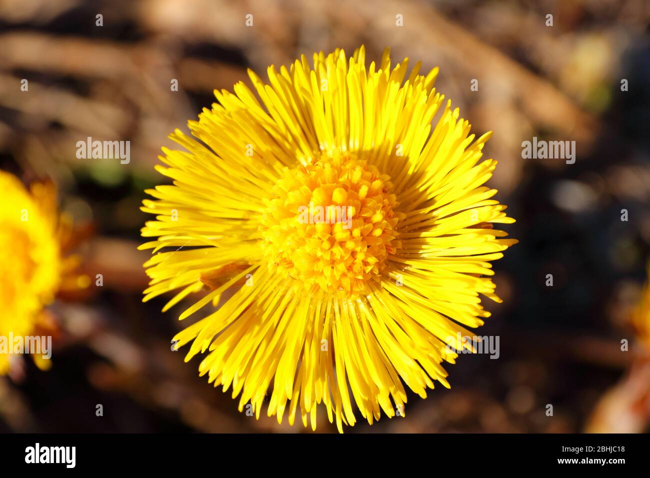 Nahaufnahme einer leuchtend gelben Coltsfoot-Blume (tussilago farfarfara) im norwegischen Frühfrühling Stockfoto