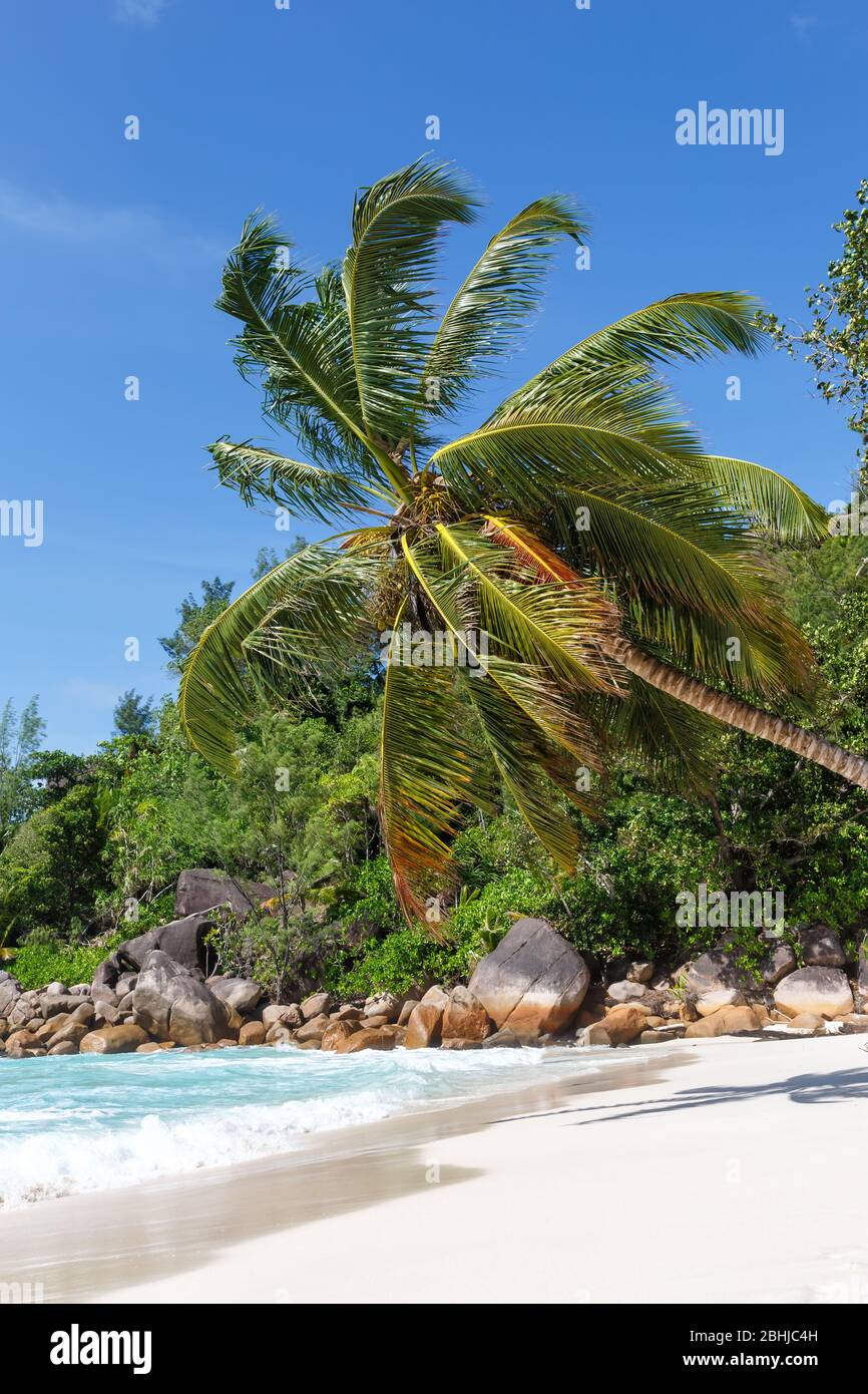 Seychellen Anse Georgette Strand Praslin Insel Palm Portrait Format Urlaub Meer Wasser Stockfoto