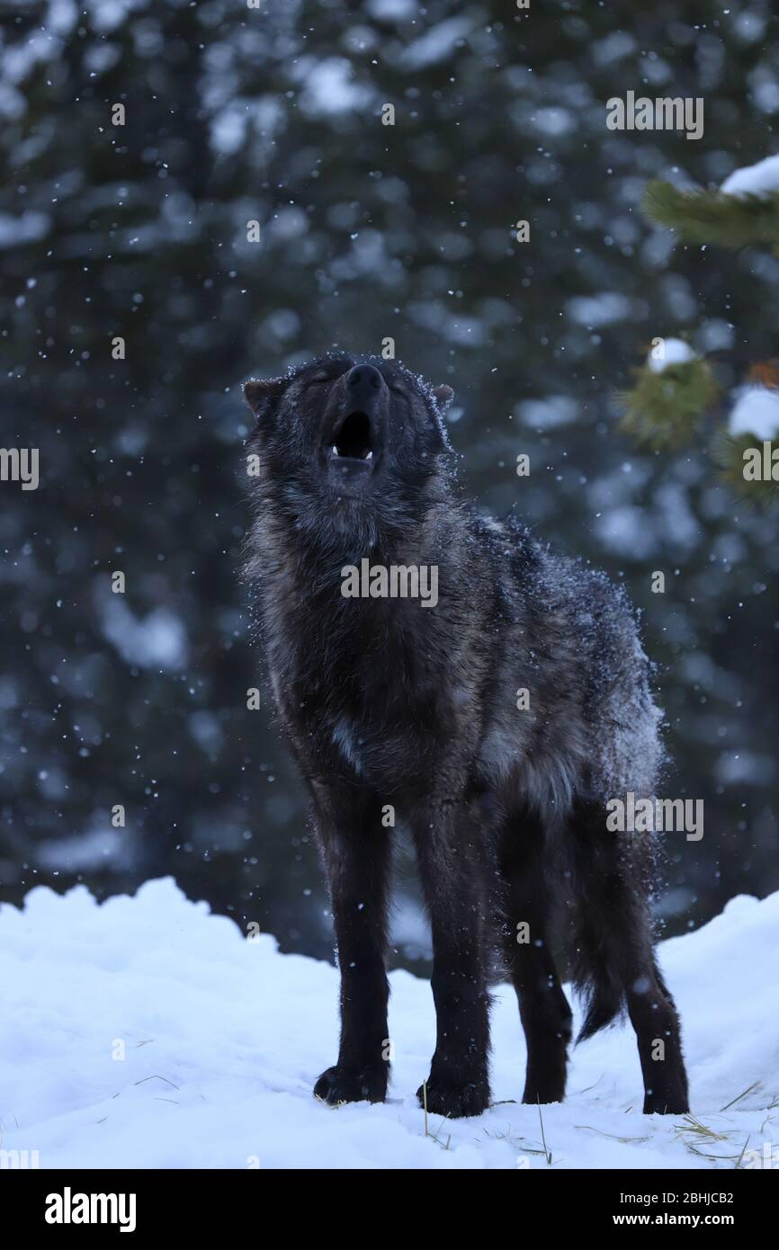 Schwarzer grauer Wolf Canis Lupis im Yellowstone im Winterschnee Stockfoto