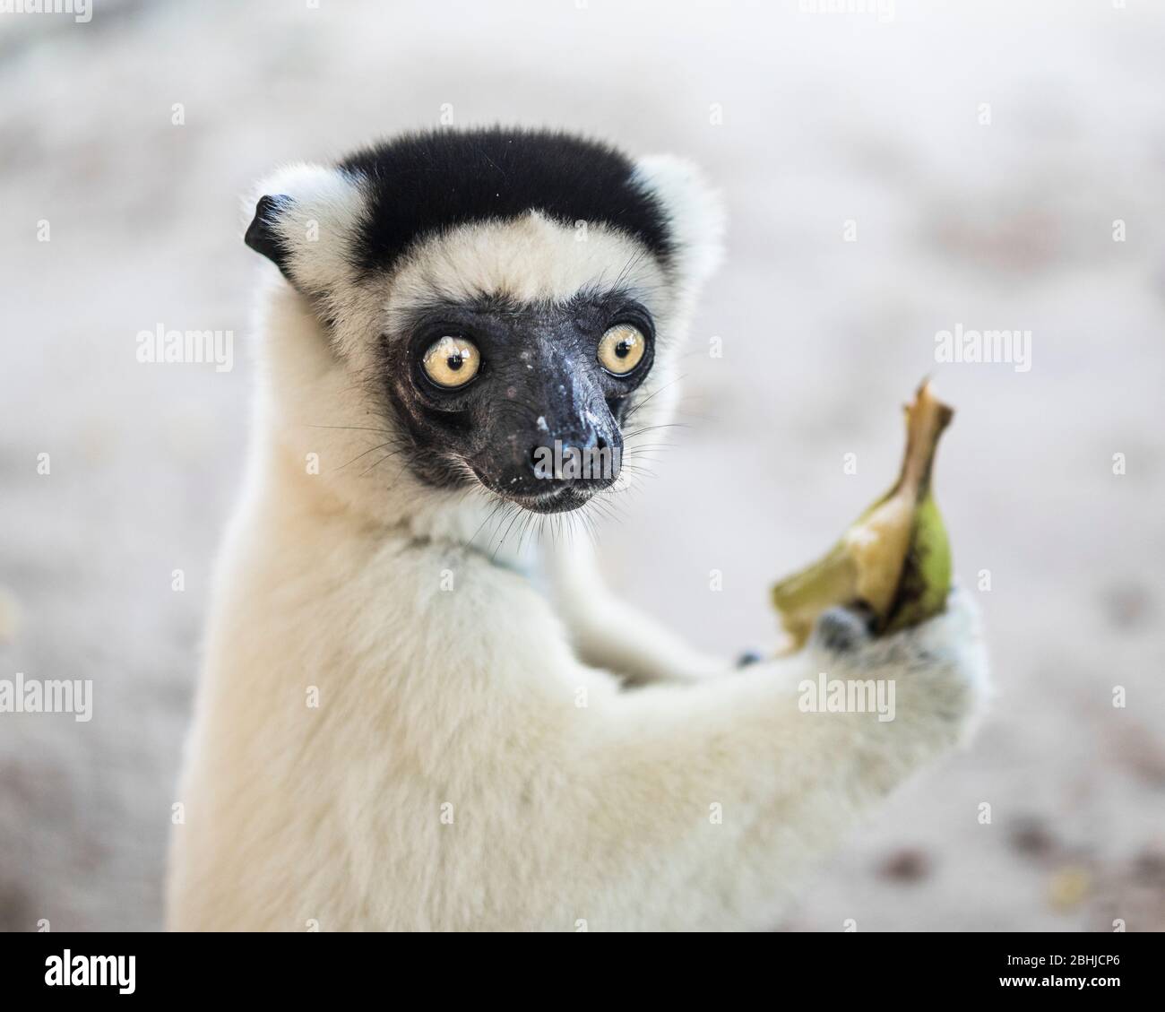 Sifaka Lemur essen eine Banane. Andasibe, Madagaskar. Stockfoto