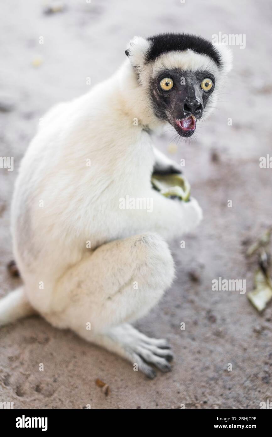 Sifaka Lemur essen eine Banane. Andasibe, Madagaskar. Stockfoto