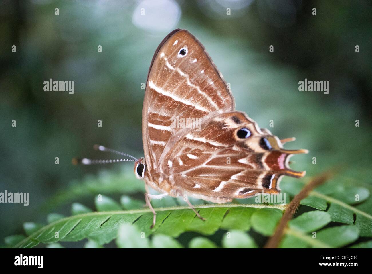 Brauner Schmetterling Stockfoto