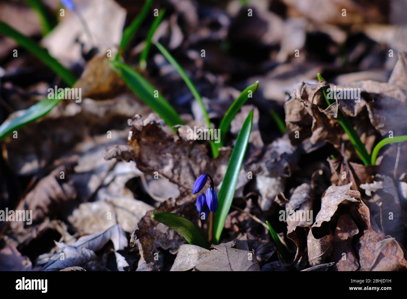 Siberian scilla (Scilla siberica) schaut im Frühjahr in einem Ottawa Garten aus, sieht sehr wie Blaubellen aus. Ontario, Kanada. Stockfoto