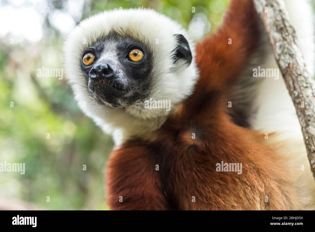 Sifaka Lemur von Madagaskar Stockfoto
