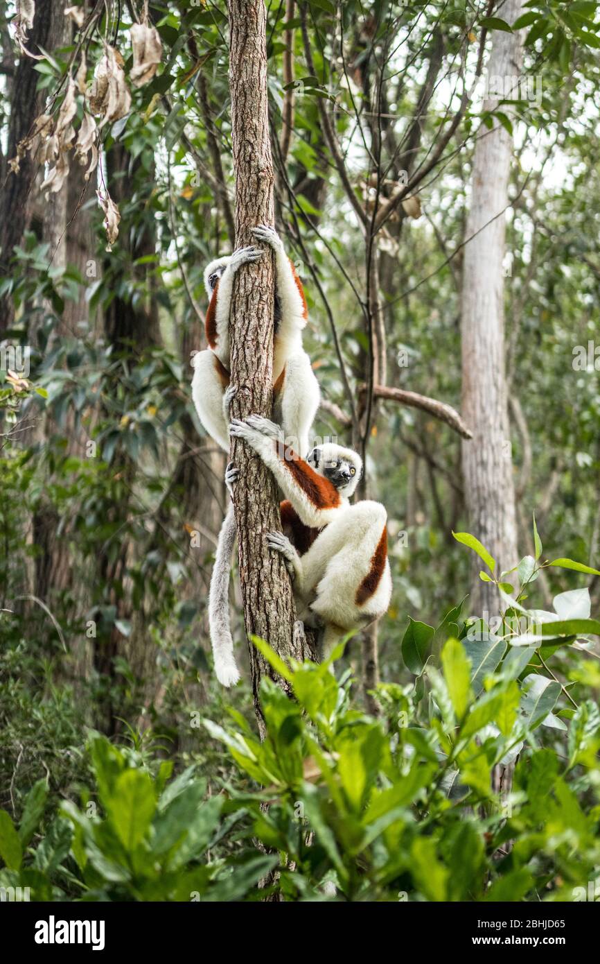 Sifaka Lemur von Madagaskar Stockfoto