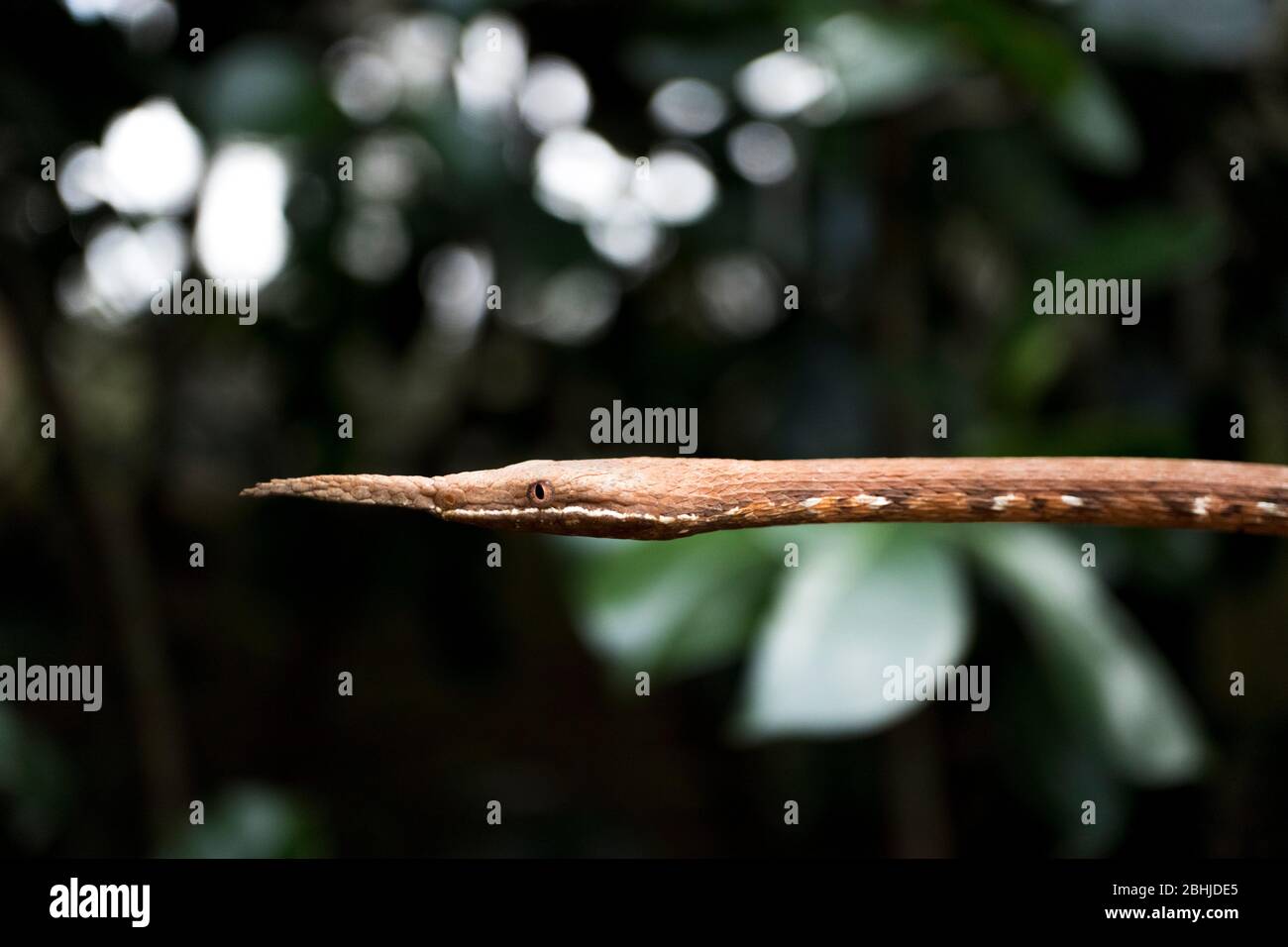 Die madagassische Blattschlange (Langaha madagascariensis). Stockfoto