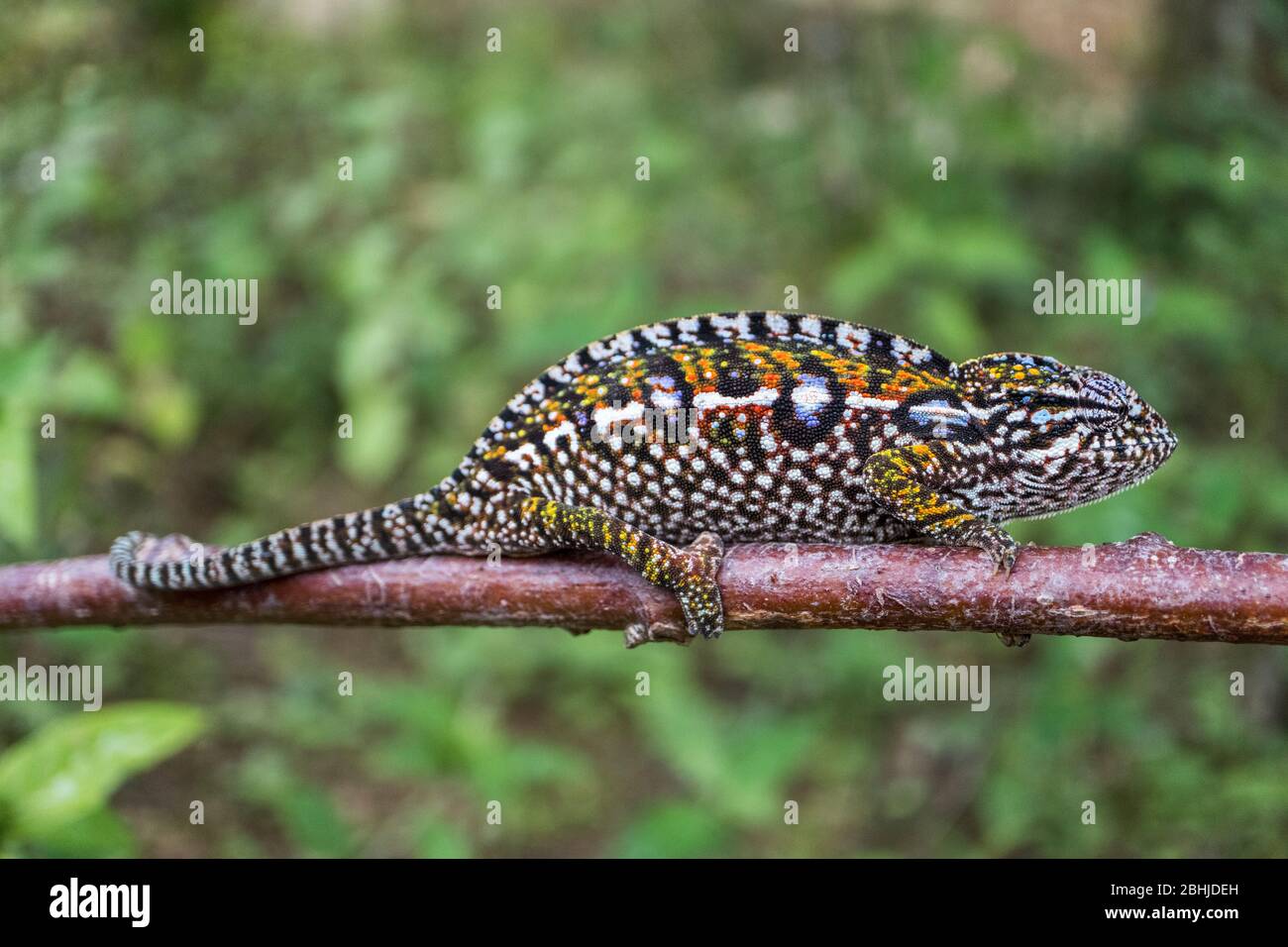 Chamäleon von Madagaskar Stockfoto